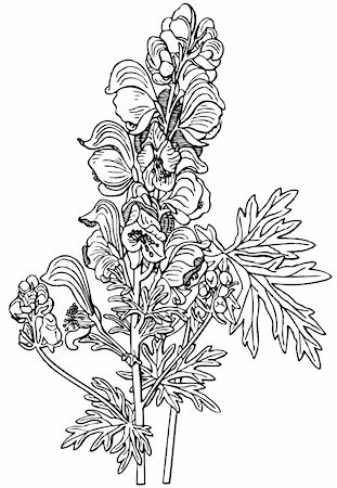 plant drawing decor - Plant Aconitum Napellus isolated on white Stock Photo - Budget Royalty-Free & Subscription, Code: 400-05666331