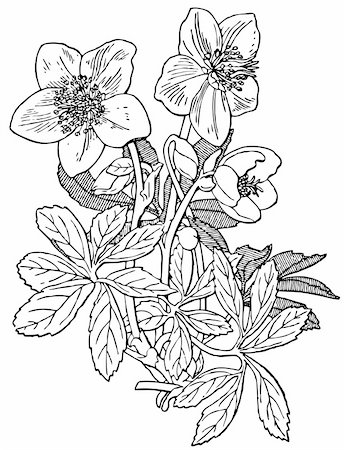 plant drawing decor - Plant Helleborus niger isolated on white Stock Photo - Budget Royalty-Free & Subscription, Code: 400-05666340