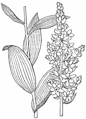 plant drawing decor - Plant Veratrum album isolated on white Stock Photo - Budget Royalty-Free & Subscription, Code: 400-05666343