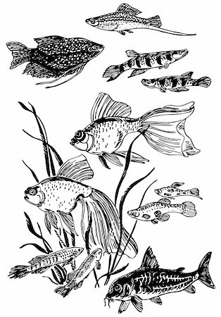 simsearch:400-04393429,k - Aquarium fishes Stockbilder - Microstock & Abonnement, Bildnummer: 400-05666361