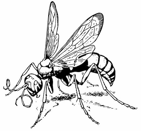 Wasp Calicurgus hyalinatus isolated on white Foto de stock - Super Valor sin royalties y Suscripción, Código: 400-05666382
