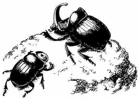 dung beetles feces - Copris hispanus Stock Photo - Budget Royalty-Free & Subscription, Code: 400-05666391