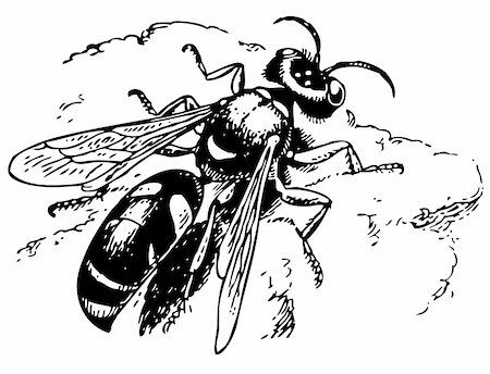 Spiny digger wasp Foto de stock - Royalty-Free Super Valor e Assinatura, Número: 400-05666392