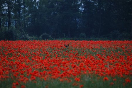 simsearch:400-04867397,k - deer hides in the beautiful red poppy field Fotografie stock - Microstock e Abbonamento, Codice: 400-05666488