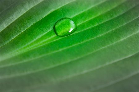 simsearch:400-04885204,k - Single water drop brings life and intensive green color into the dull lifeless leaf. Photographie de stock - Aubaine LD & Abonnement, Code: 400-05666530