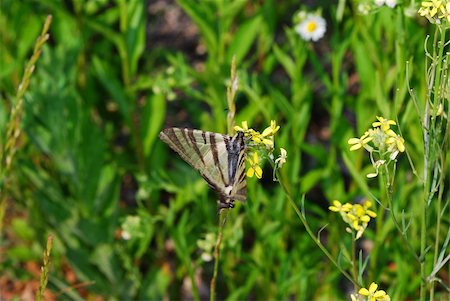 simsearch:400-04399289,k - colorful butterfly sitting on flower in summer Stock Photo - Budget Royalty-Free & Subscription, Code: 400-05667995