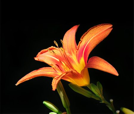 easter lily background - Beautiful orange lily in front of the dark background Stock Photo - Budget Royalty-Free & Subscription, Code: 400-05668072