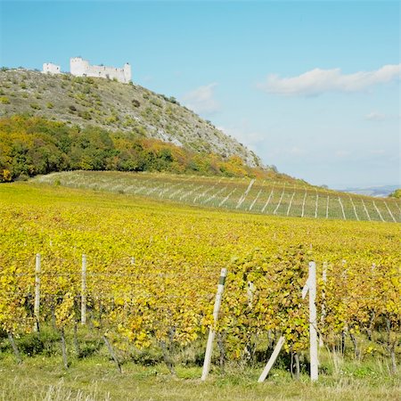 palavas-les-flots - ruins of Devicky castle with vineyard, Czech Republic Stockbilder - Microstock & Abonnement, Bildnummer: 400-05668140
