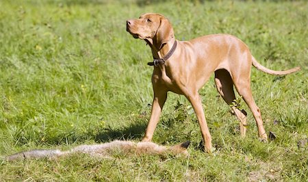 simsearch:400-05888885,k - hunting dog with a catch Foto de stock - Royalty-Free Super Valor e Assinatura, Número: 400-05668228