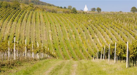 palavas-les-flots - vineyard, Palava, Czech Republic Photographie de stock - Aubaine LD & Abonnement, Code: 400-05668385