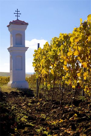 palavas-les-flots - village chapel with wineyard near Perna, Czech Republic Stockbilder - Microstock & Abonnement, Bildnummer: 400-05668386