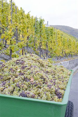 wine harvest, vineyard near Bernkastel, Rheinland Pfalz, Germany Stock Photo - Budget Royalty-Free & Subscription, Code: 400-05668407