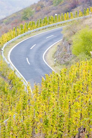 vineyards near Pommern, Rheinland Pfalz, Germany Stockbilder - Microstock & Abonnement, Bildnummer: 400-05668417