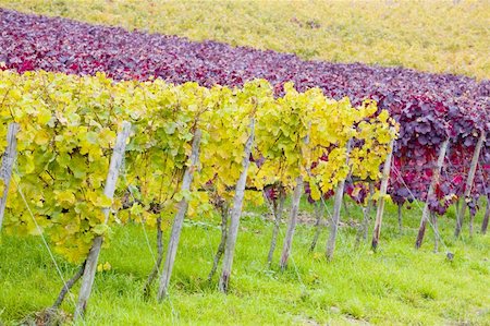 vineyards near Johannisberg Palace, Hessen, Germany Photographie de stock - Aubaine LD & Abonnement, Code: 400-05668425