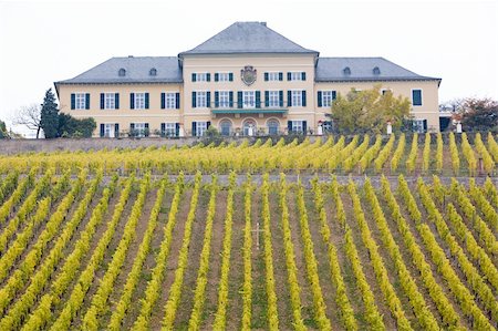 simsearch:400-05668418,k - Johannisberg Castle with vineyard, Hessen, Germany Stock Photo - Budget Royalty-Free & Subscription, Code: 400-05668426