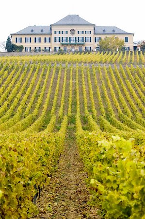 simsearch:400-05668418,k - Johannisberg Castle with vineyard, Hessen, Germany Stock Photo - Budget Royalty-Free & Subscription, Code: 400-05668427