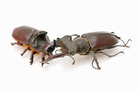 simsearch:400-04694227,k - stag beetle and rhinoceros beetle isolated on white background Foto de stock - Royalty-Free Super Valor e Assinatura, Número: 400-05668818
