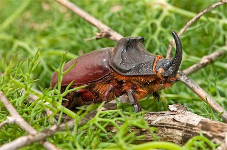 simsearch:400-04694227,k - rhinoceros beetle in its natural habitat Foto de stock - Royalty-Free Super Valor e Assinatura, Número: 400-05668826