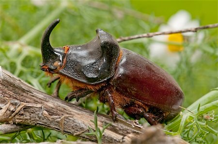simsearch:400-08222144,k - rhinoceros beetle in its natural habitat Stockbilder - Microstock & Abonnement, Bildnummer: 400-05668828