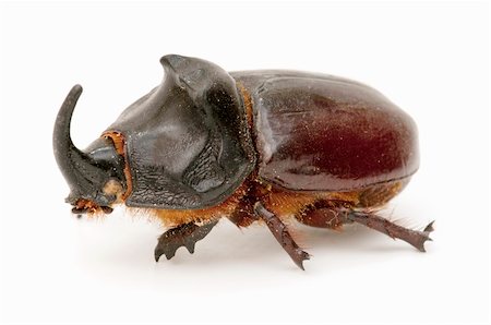 simsearch:400-08222144,k - rhinoceros beetle isolated on white background Stockbilder - Microstock & Abonnement, Bildnummer: 400-05668820