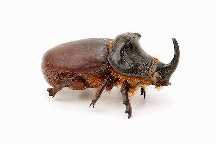 simsearch:400-08222144,k - rhinoceros beetle isolated on white background Stockbilder - Microstock & Abonnement, Bildnummer: 400-05668822