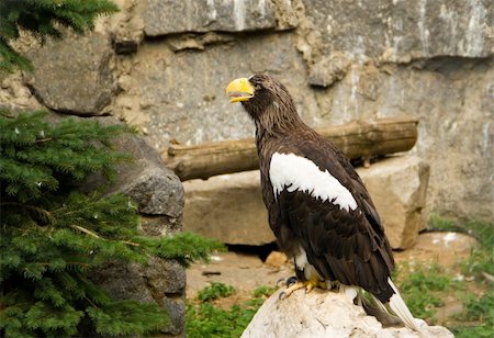 Eagle sitting on a rock Stock Photo - Budget Royalty-Free & Subscription, Code: 400-05668995