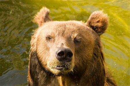 Brown bear in the water Stock Photo - Budget Royalty-Free & Subscription, Code: 400-05668999
