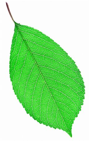 Green leaf close-up Stock Photo - Budget Royalty-Free & Subscription, Code: 400-05668992