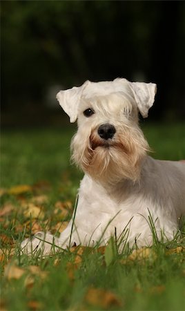 schottischer terrier - The portrait of white dog on green Stockbilder - Microstock & Abonnement, Bildnummer: 400-05669221