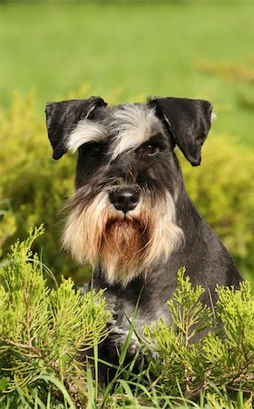 schottischer terrier - The portrait of black and silver dog on green Stockbilder - Microstock & Abonnement, Bildnummer: 400-05669222