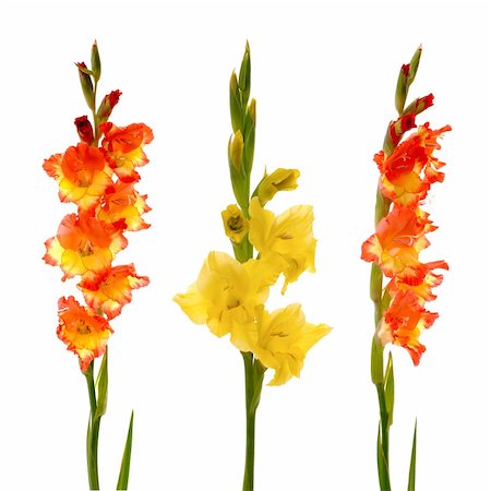 Red and yellow beautiful gladiolus isolated on white background. Foto de stock - Royalty-Free Super Valor e Assinatura, Número: 400-05669536
