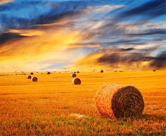 Golden sunset over farm field with hay bales Photographie de stock - Libre de Droits (LD), Artiste: Elenathewise, Le code de l’image : 400-05669605