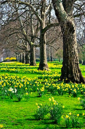 flower park in london - Blooming daffodils in St James's Park in London Stock Photo - Budget Royalty-Free & Subscription, Code: 400-05669628