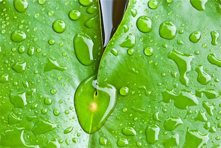 dew drops on grass - close up of rain drop on lotus leaf Stock Photo - Budget Royalty-Free & Subscription, Code: 400-05669652