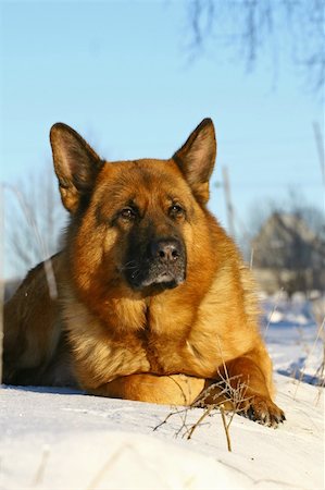 simsearch:400-04446495,k - Bright german shepherd dog lying on a snow alone Fotografie stock - Microstock e Abbonamento, Codice: 400-05669665