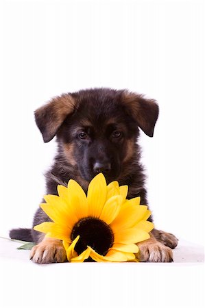 sheep dog - German shepherd dog Puppy with sunflower isolated Photographie de stock - Aubaine LD & Abonnement, Code: 400-05669666