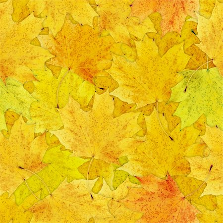 Fall yellow leafs seamless background - texture pattern for continuous replicate Photographie de stock - Aubaine LD & Abonnement, Code: 400-05669733