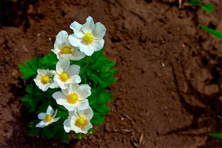 simsearch:400-05287751,k - The unusual beautiful Daisies in the morning Foto de stock - Super Valor sin royalties y Suscripción, Código: 400-05669910