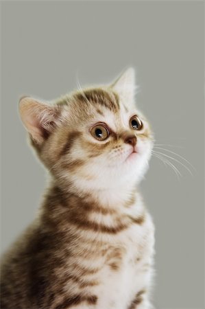 simsearch:400-07253072,k - Sad kitten Photographie de stock - Aubaine LD & Abonnement, Code: 400-05662881