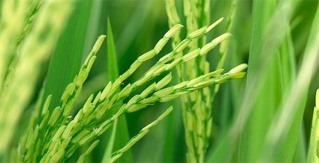 staple crop - close up photo of green paddy rice Stock Photo - Budget Royalty-Free & Subscription, Code: 400-05663128