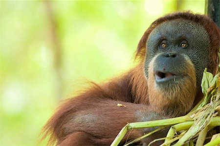 simsearch:862-07909933,k - adult male orang utan feeding, focus on eyes , motion blur on mouth Foto de stock - Super Valor sin royalties y Suscripción, Código: 400-05663138