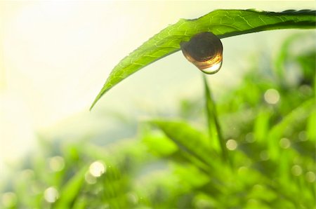 simsearch:400-04590632,k - Snail on tea leaf with morning sunlight reflect on dew. Stock Photo - Budget Royalty-Free & Subscription, Code: 400-05663130