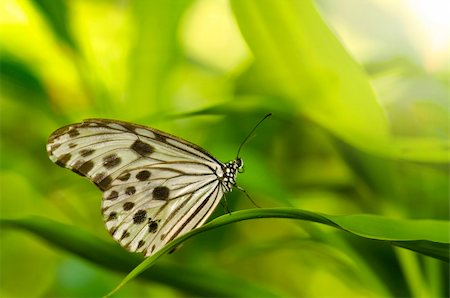 simsearch:400-04330574,k - close up photo of butterfly with ray of lights Foto de stock - Super Valor sin royalties y Suscripción, Código: 400-05663162
