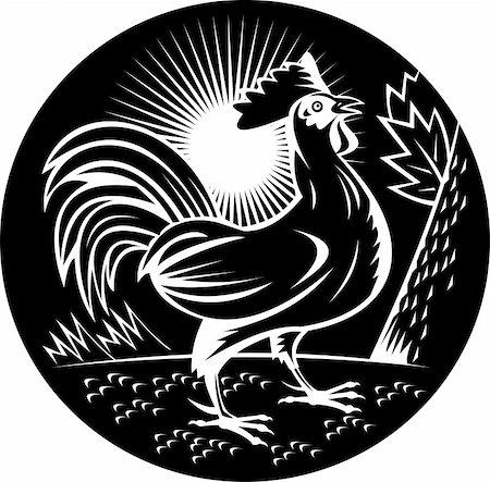 serre (oiseau) - illustration of a Rooster cockerel crowing done in woodcut style and in black and white Photographie de stock - Aubaine LD & Abonnement, Code: 400-05663357