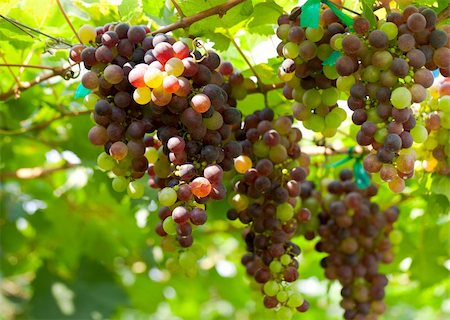 simsearch:625-00804551,k - Red grape under the sunlight Stock Photo - Budget Royalty-Free & Subscription, Code: 400-05663485