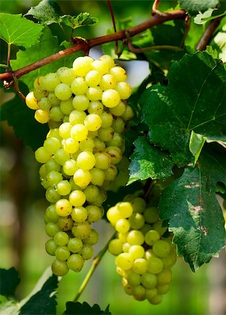 farm field bundles - Green grape under the sunlight Stock Photo - Budget Royalty-Free & Subscription, Code: 400-05663486