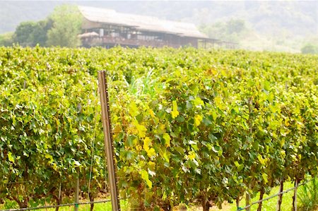 Rows of grapes in Thailand Photographie de stock - Aubaine LD & Abonnement, Code: 400-05663494