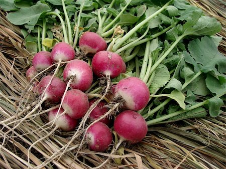 pink radish - bunch of fresh radishes with tops on dry grass background Foto de stock - Super Valor sin royalties y Suscripción, Código: 400-05663534