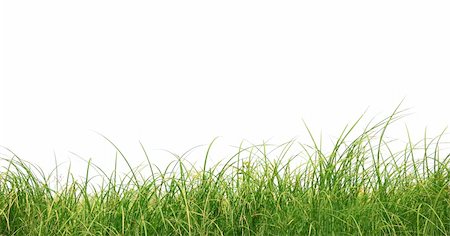 Green grass isolated on white background Stock Photo - Budget Royalty-Free & Subscription, Code: 400-05663555