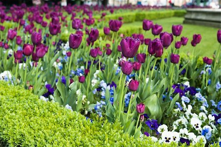 Well-groomed spring garden. Claret tulips Foto de stock - Super Valor sin royalties y Suscripción, Código: 400-05663569